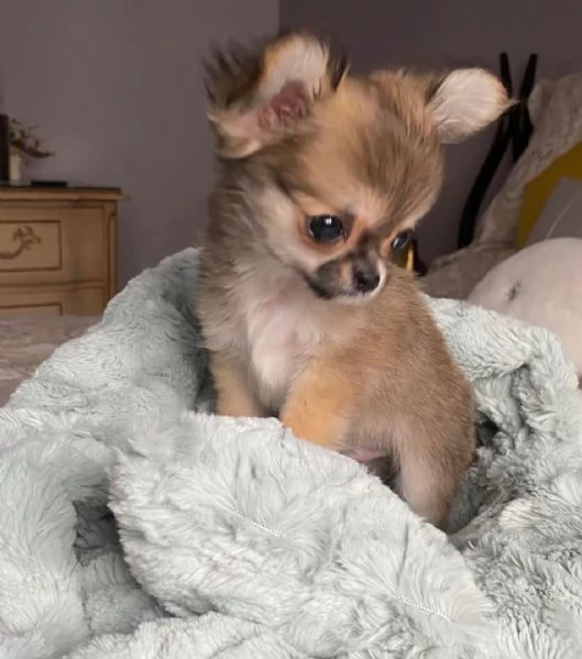 Cuccioli di Chihuahua disponibili per l'adozione.. | Foto 0