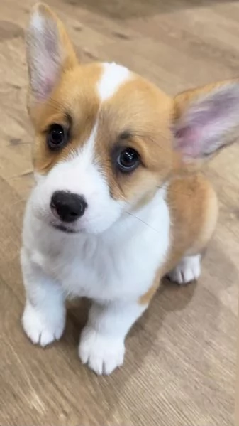 Cucciolo di Corgi disponibile per l'adozione,