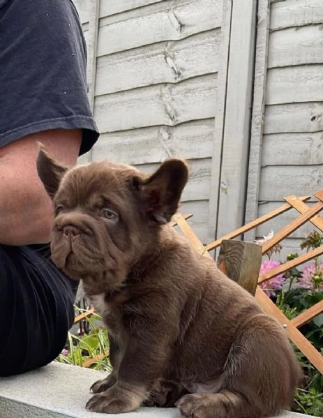 Adotta un adorabile cucciolo di bulldog francese, | Foto 1