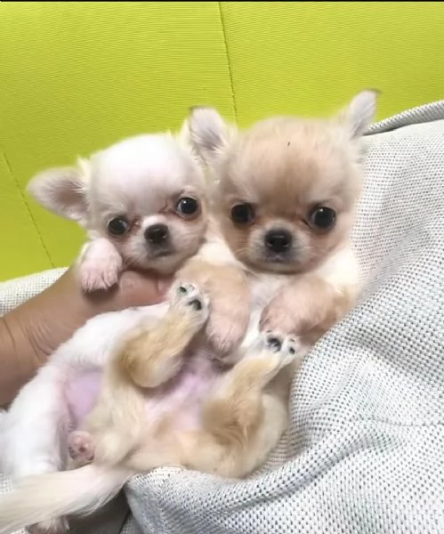 Cuccioli di Chihuahua disponibili per l'adozione | Foto 0