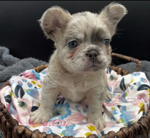 Adotta un adorabile cucciolo di bulldog francese, | Foto 2