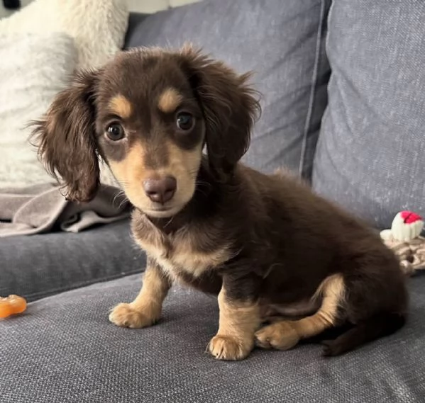 Cucciolo di bassotto disponibile per adozione..