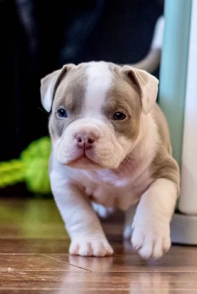 Cuccioli di pitbull disponibili per l'adozione. | Foto 0