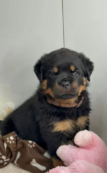  Cuccioli di Rottweiler disponibili per l'adozione. | Foto 0
