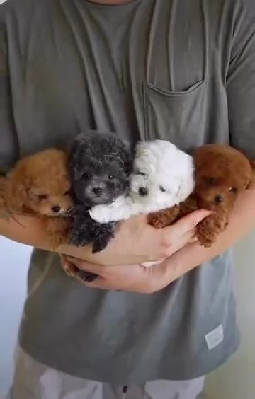  Cuccioli di barboncino toy disponibili per l'adozione.