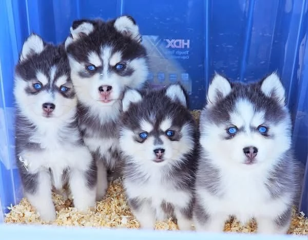  disponibile cucciolo di Pomsky per adozione.