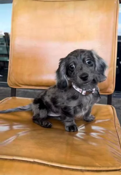 Disponibile cucciolo di bassotto per adozione.