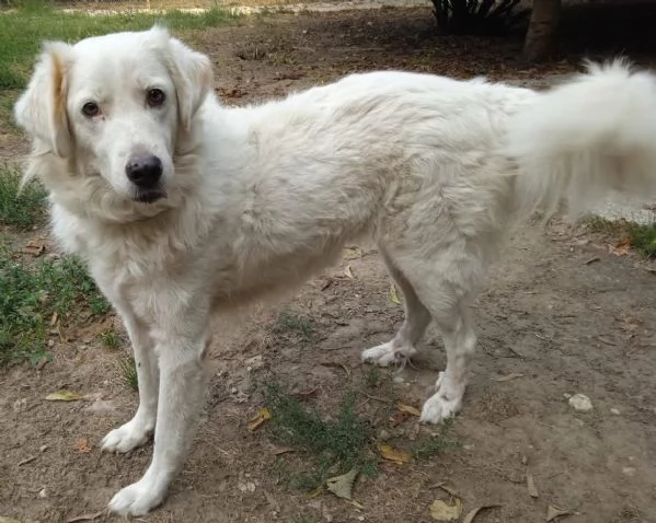 Penelope un’anima in cerca di amore 