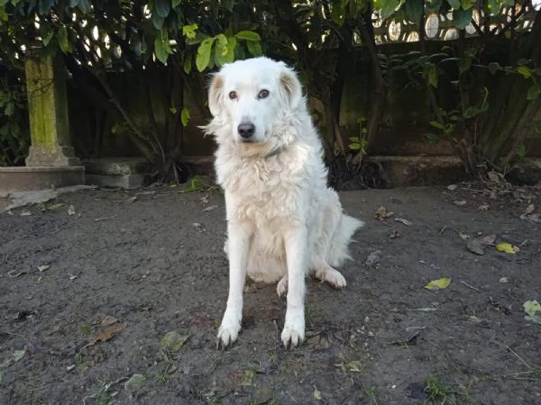 Penelope un’anima in cerca di amore  | Foto 2