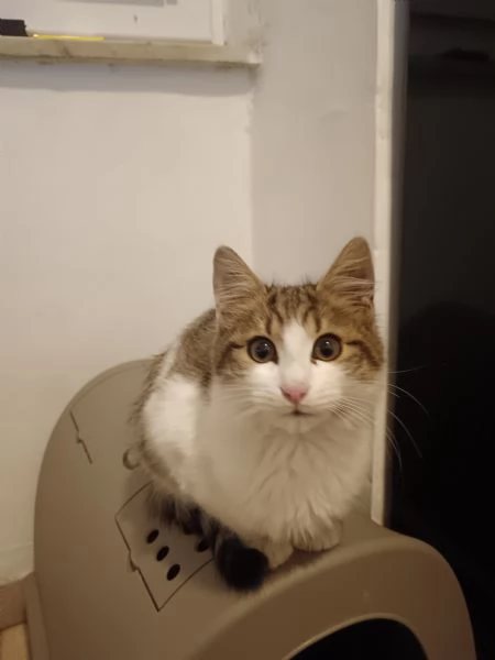 Cerco una casa per un micetto trovatello