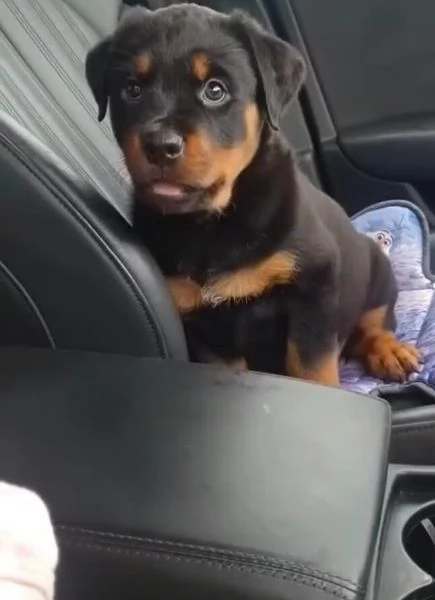 Rottweiler (cuccioli maschio e femmina)