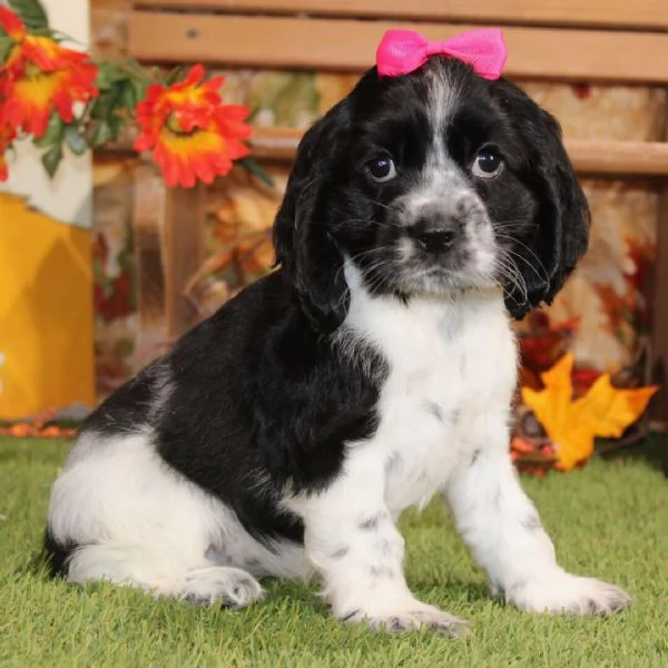 Cocker spaniel (cuccioli maschio e femmina)