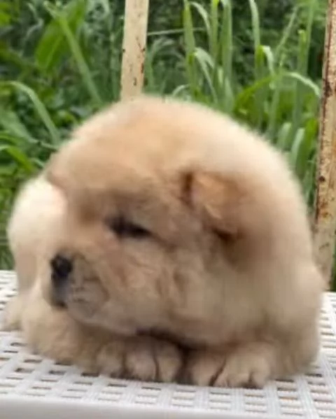 Chow Chow (cuccioli maschio e femmina) | Foto 0