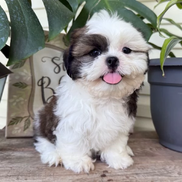 Shih Tzu Mini Toy (cuccioli maschio e femmina)
