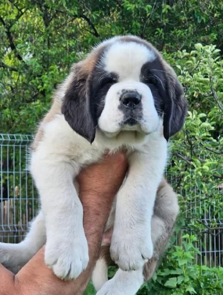 San Bernardo (cuccioli maschio e femmina)