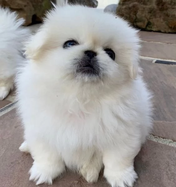 Pechinese (cuccioli maschio e femmina)