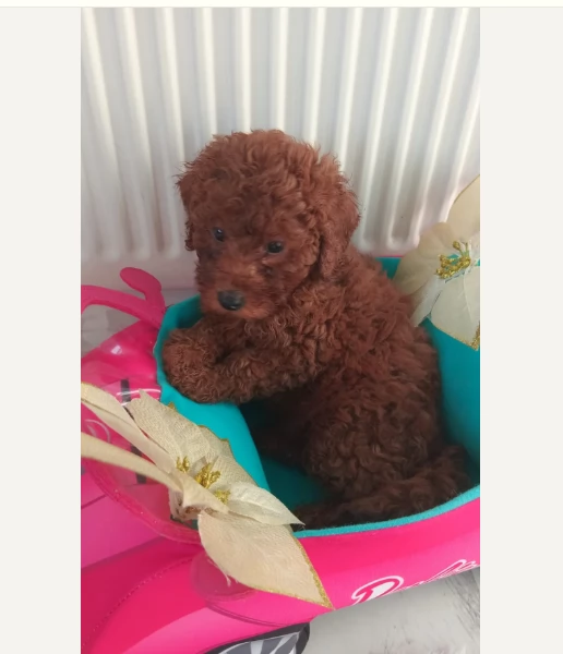 Barboncini nani rosso scuro registrati | Foto 1