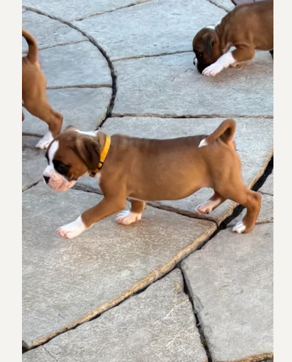 Cuccioli di Boxer di razza pura adorabili | Foto 1