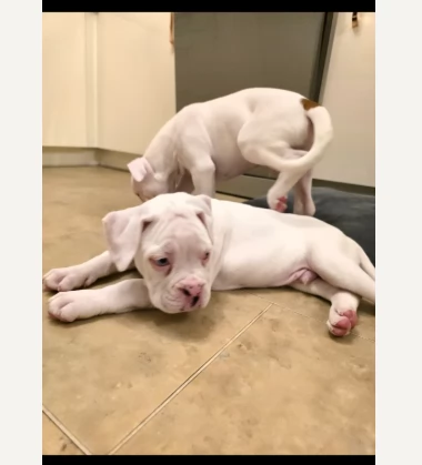 Cuccioli di Boxer di razza pura adorabili | Foto 0