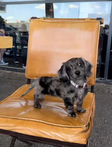 Disponibile cucciolo di bassotto per adozione.,