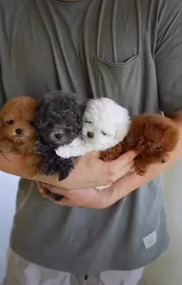 Cuccioli di barboncino toy disponibili per l'adozione,.