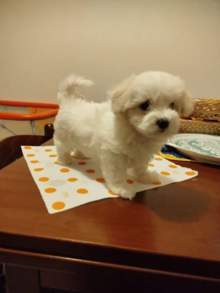 Cuccioli di Maltipoo!