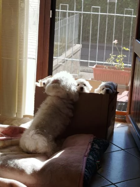 Cuccioli di Maltipoo! | Foto 1