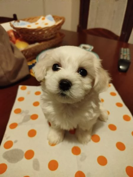 Cuccioli di Maltipoo! | Foto 0