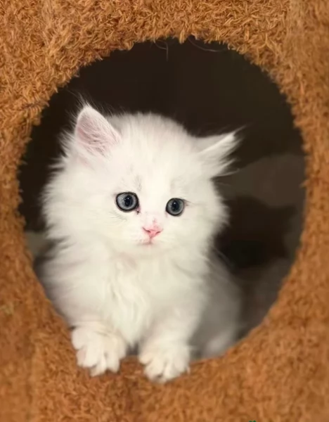 Gattini di Munchkin pronti | Foto 1