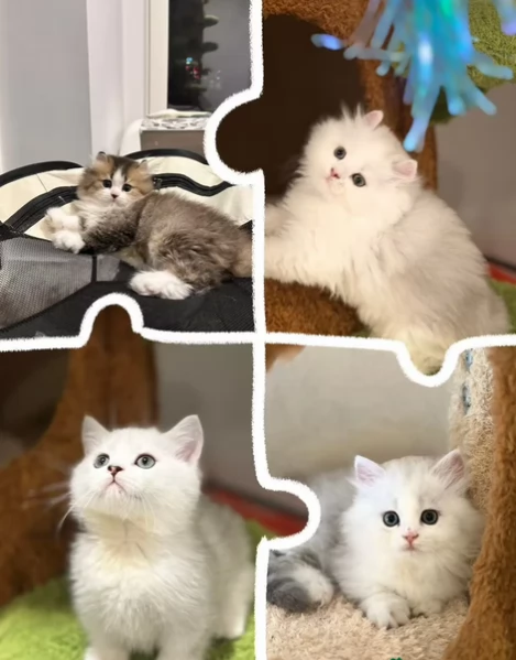 Gattini di Munchkin pronti | Foto 0