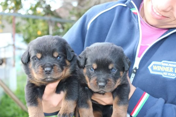 Meravigliosi Cuccioli Disponibili in allevamento