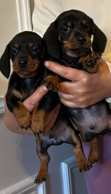 Bellissimi cuccioli di bassotto 