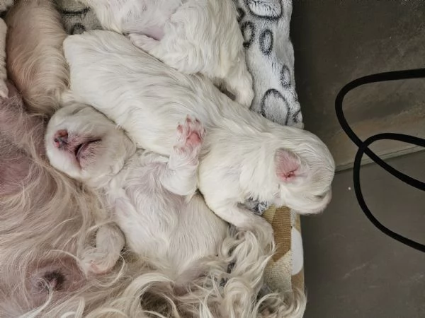 Maltese toy | Foto 1