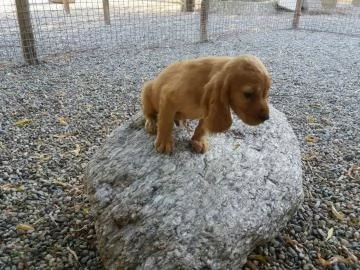 CUCCIOLI COCKER SPANIEL FULVI  | Foto 0