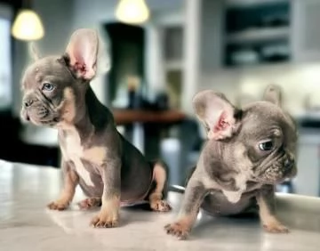 Bouledogue - Bulldog francese blu e tan da 60 euro al mese