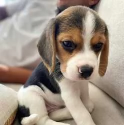 Regalo  Cuccioli di Beagle
