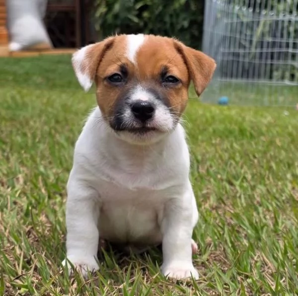 Pinscher Mini (cuccioli maschio e femmina)