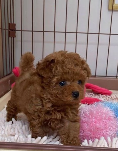 1. Barboncino Toy (cuccioli maschio e femmina)