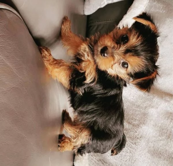 Yorkshire Terrier (cuccioli maschio e femmina) | Foto 1