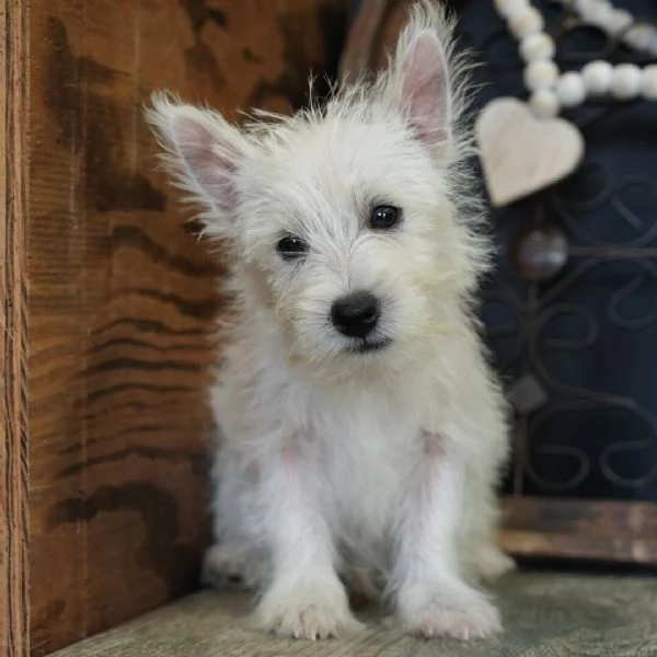 West Highland White Terrier (cuccioli maschio e femmina)