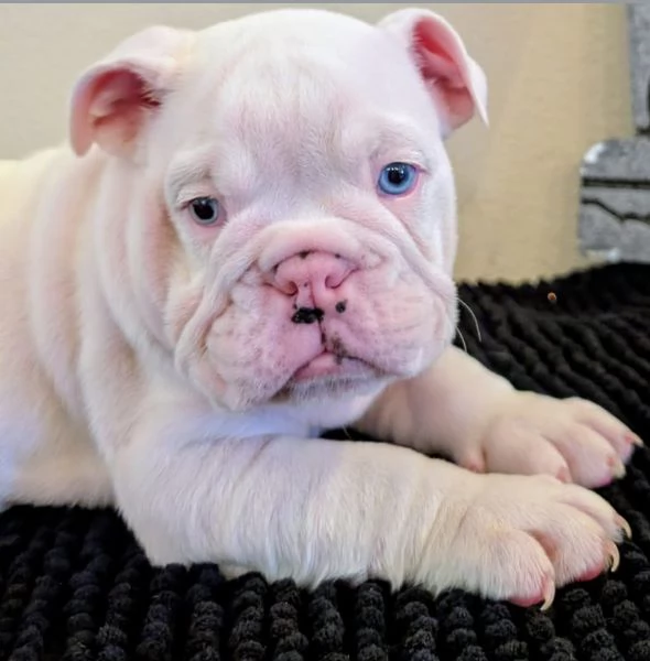   Bulldog Inglese (cuccioli maschio e femmina) | Foto 1
