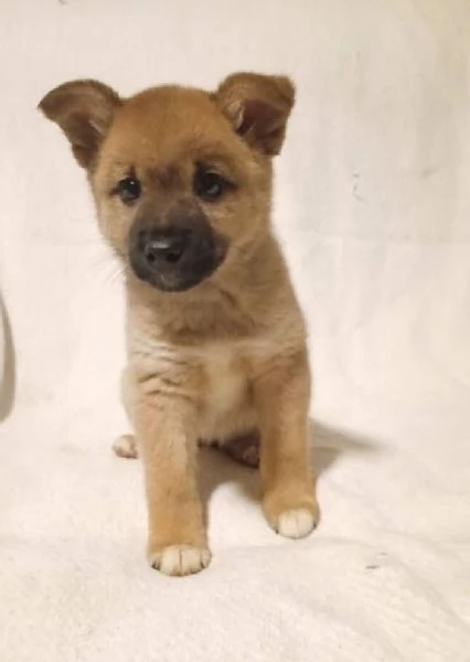  Shiba Inu (cuccioli maschio e femmina)