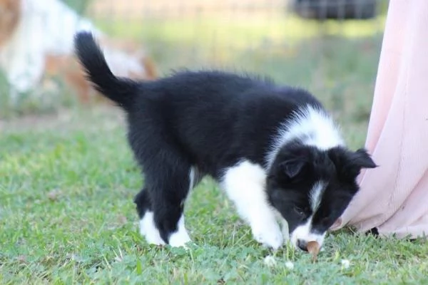  Border Collie (cuccioli maschio e femmina) | Foto 0