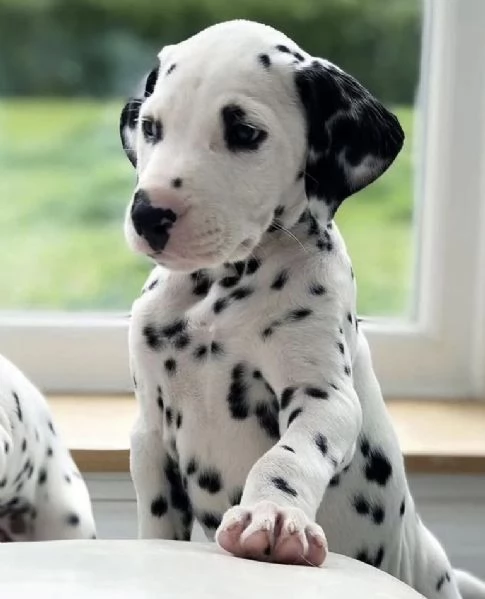  Dalmata (cuccioli maschio e femmina) | Foto 0