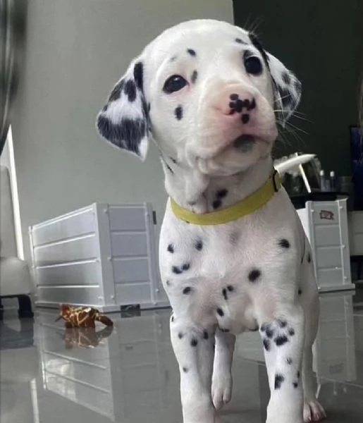  Dalmata (cuccioli maschio e femmina)