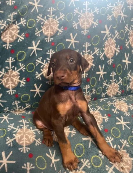  Dobermann (cuccioli maschio e femmina)