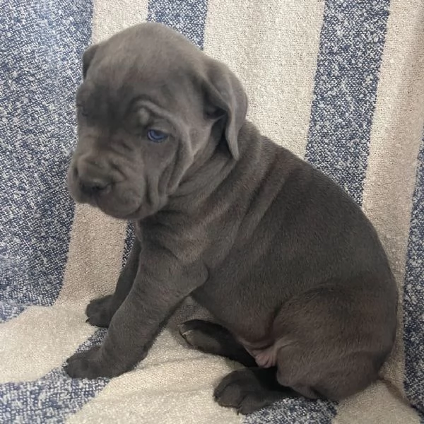  Cane Corso (cuccioli maschio e femmina)