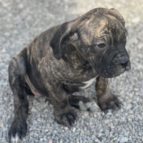  Cane Corso (cuccioli maschio e femmina) | Foto 0