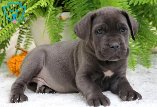  Cane Corso (cuccioli maschio e femmina)