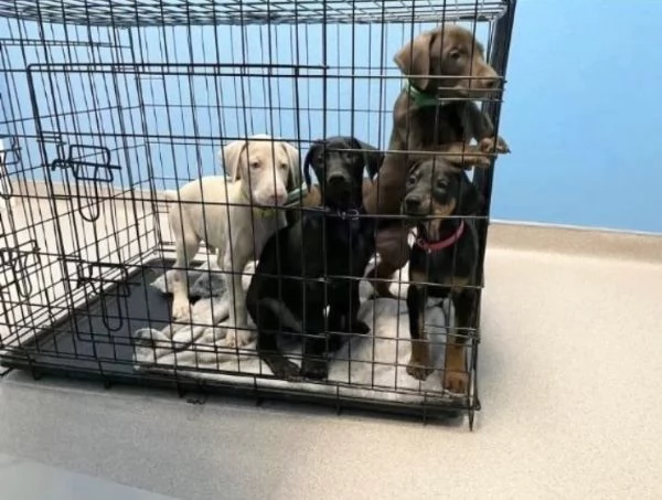 Dobbermann disponibili (cuccioli maschio e femmina)  